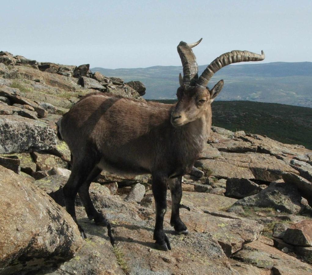 El Nido De Gredos Cuco Apartamento Con Chimenea Navarredonda de Gredos Kültér fotó